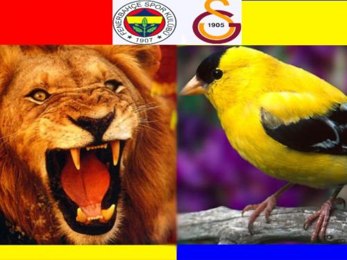 Fenerbahçe 2-2 Galatasaray maçı golleri ve özeti derbisi (lig tv) izle (Ayrıntılı Haber)